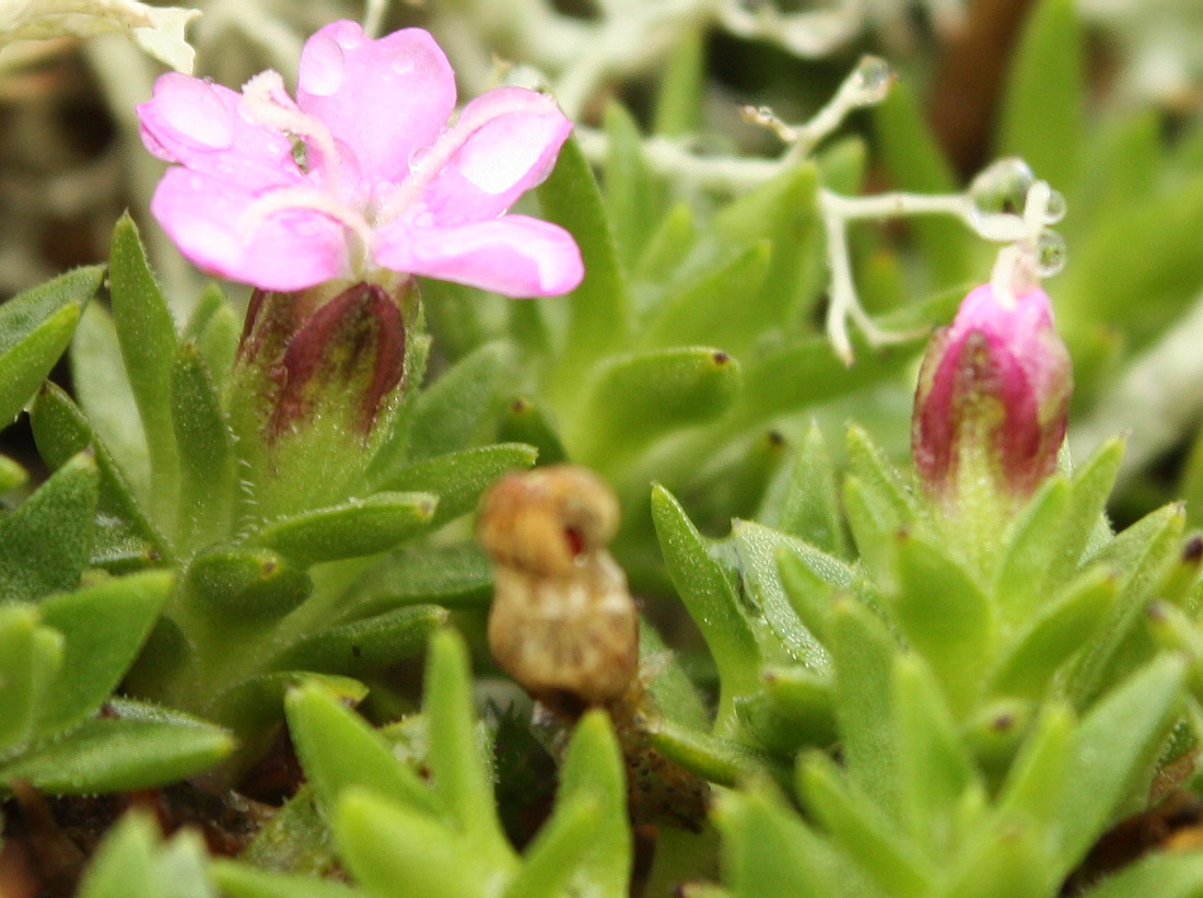 Image of Silene acaulis specimen.