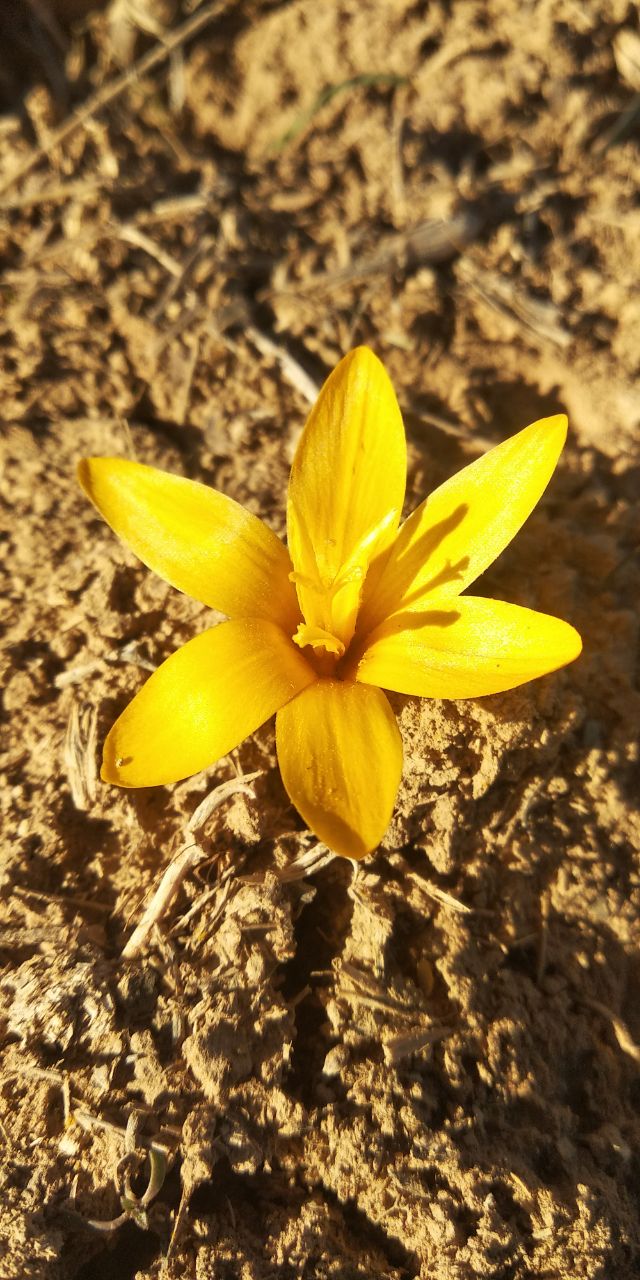 Image of Crocus korolkowii specimen.