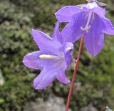 род Campanula