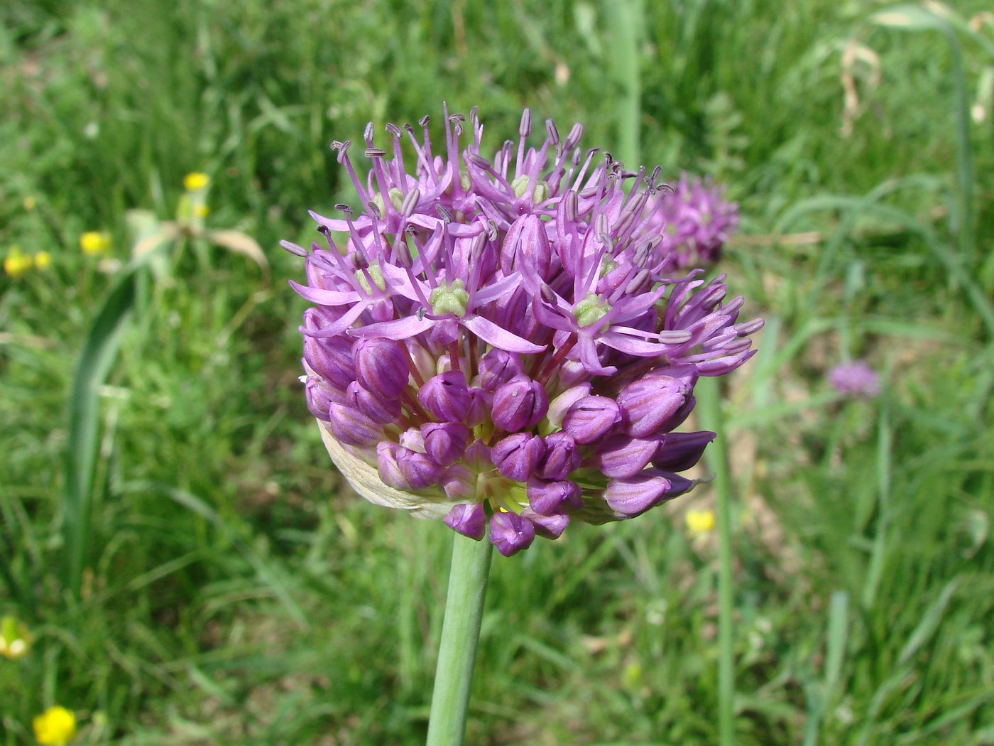 Image of Allium suworowii specimen.