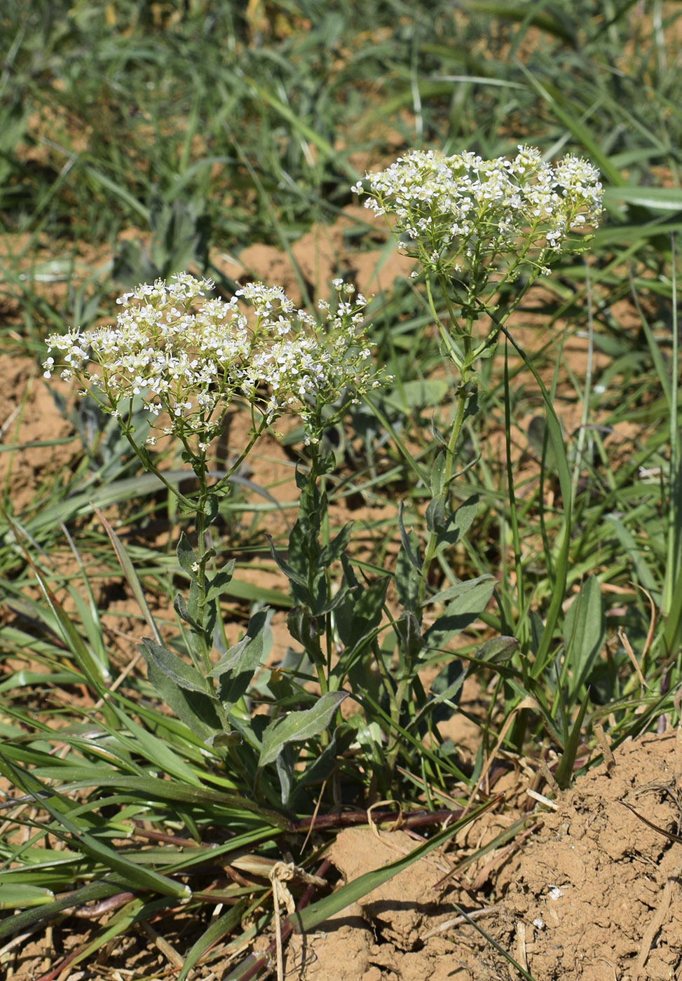 Image of Cardaria draba specimen.