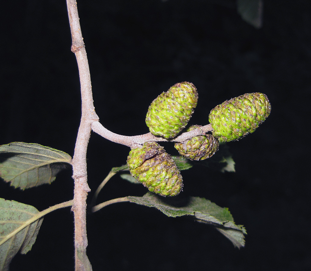 Image of Alnus incana specimen.