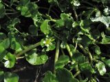 Ranunculus hederaceus. Часть побега с цветком. Нидерланды, провинция Дренте, деревня Лоон, дренажная канава. 21 мая 2011 г.
