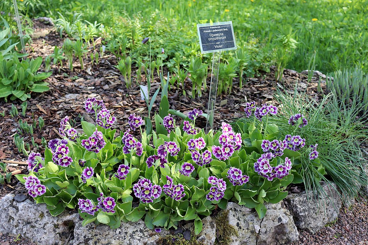 Image of Primula &times; pubescens specimen.