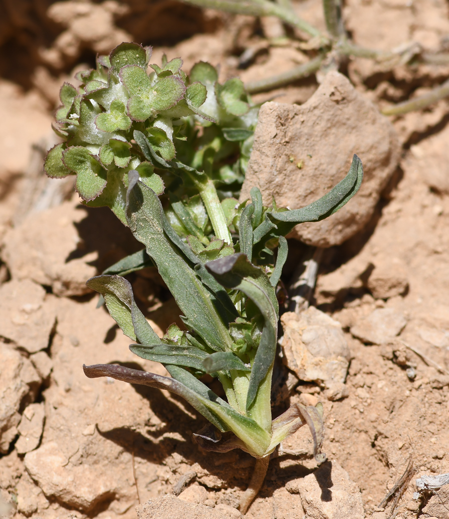 Изображение особи Valerianella dufresnia.