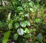 Passiflora ligularis