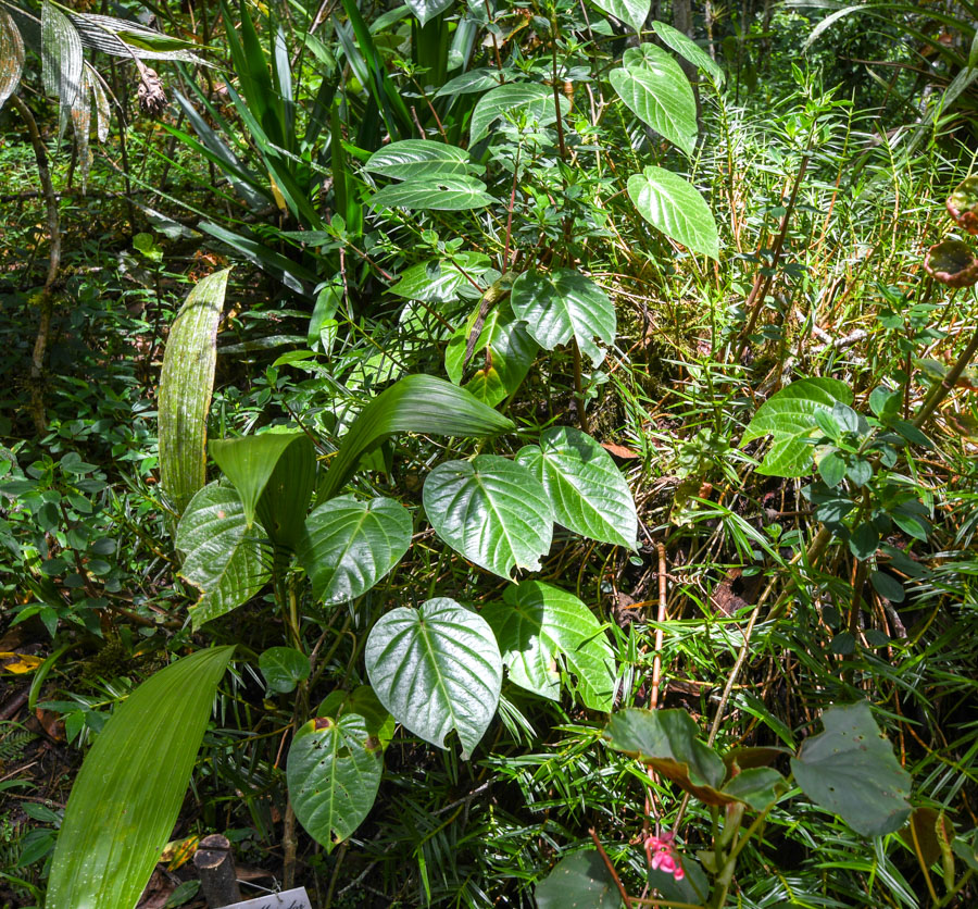 Изображение особи Passiflora ligularis.