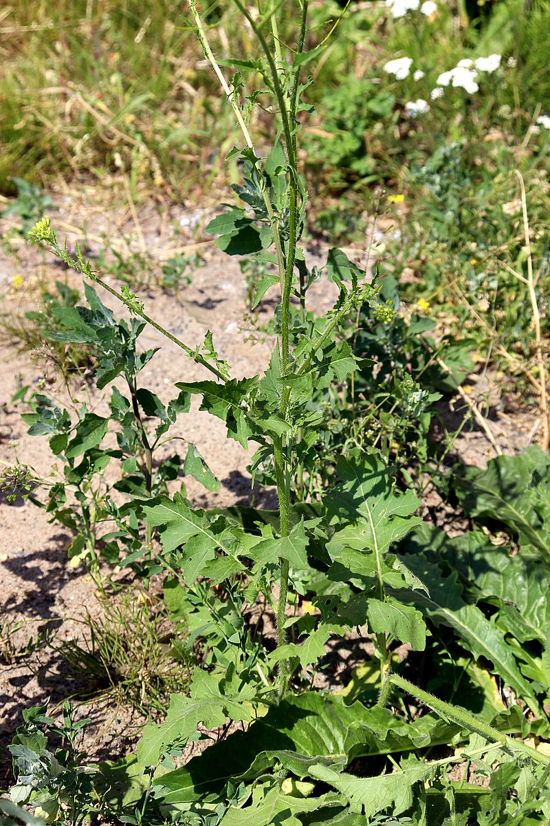 Image of Sisymbrium loeselii specimen.