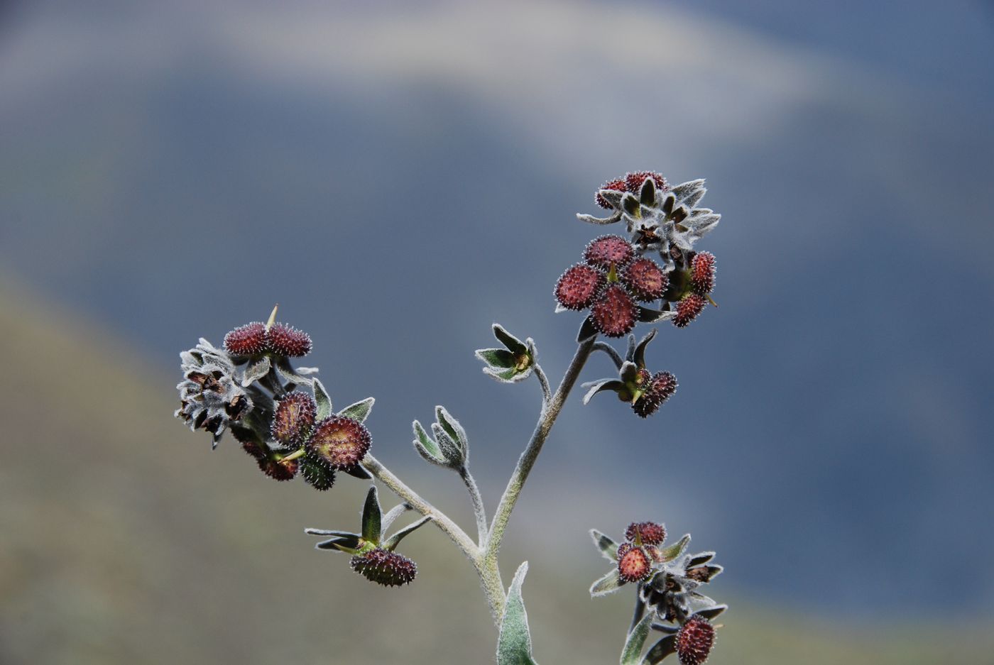 Изображение особи Cynoglossum holosericeum.