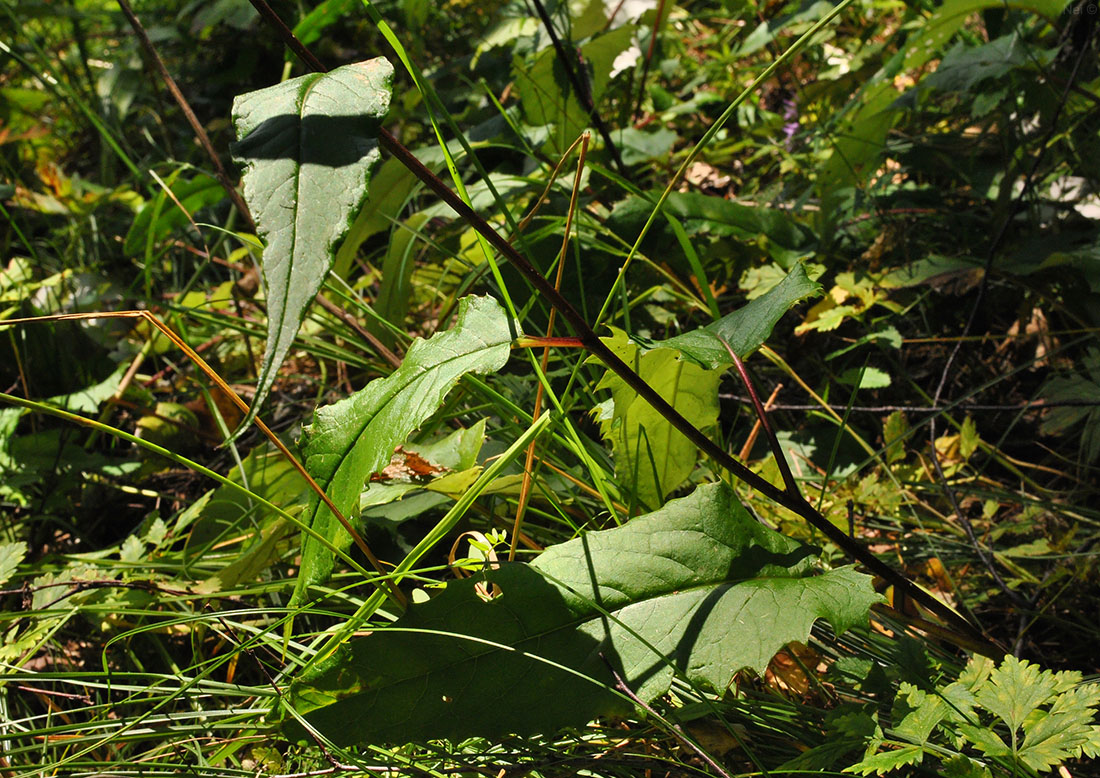 Image of Saussurea controversa specimen.