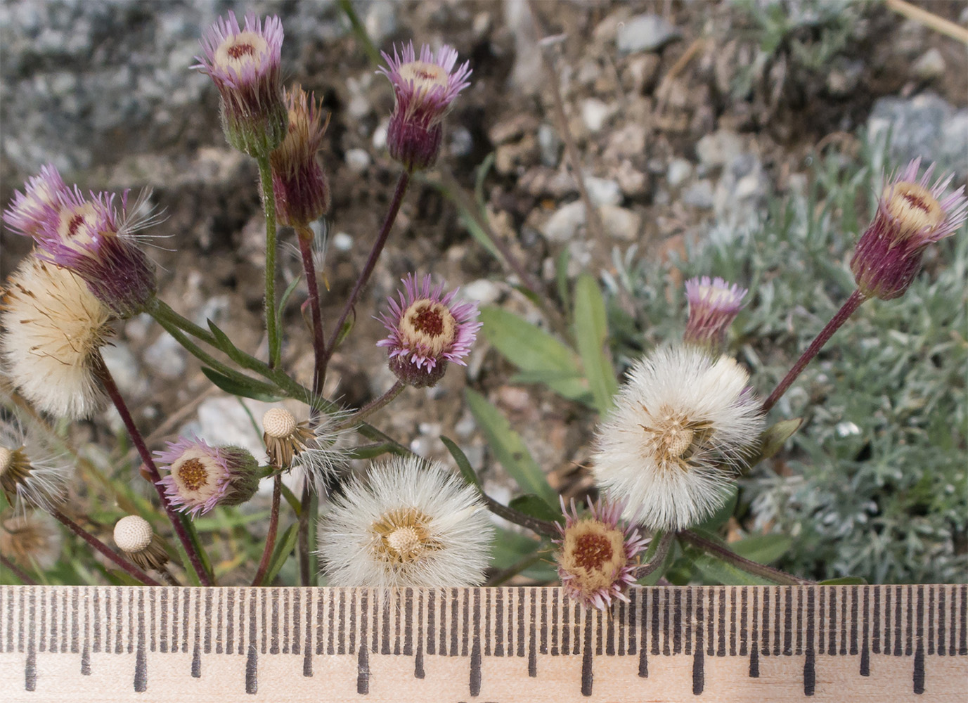 Image of Erigeron acris ssp. botschantzevii specimen.