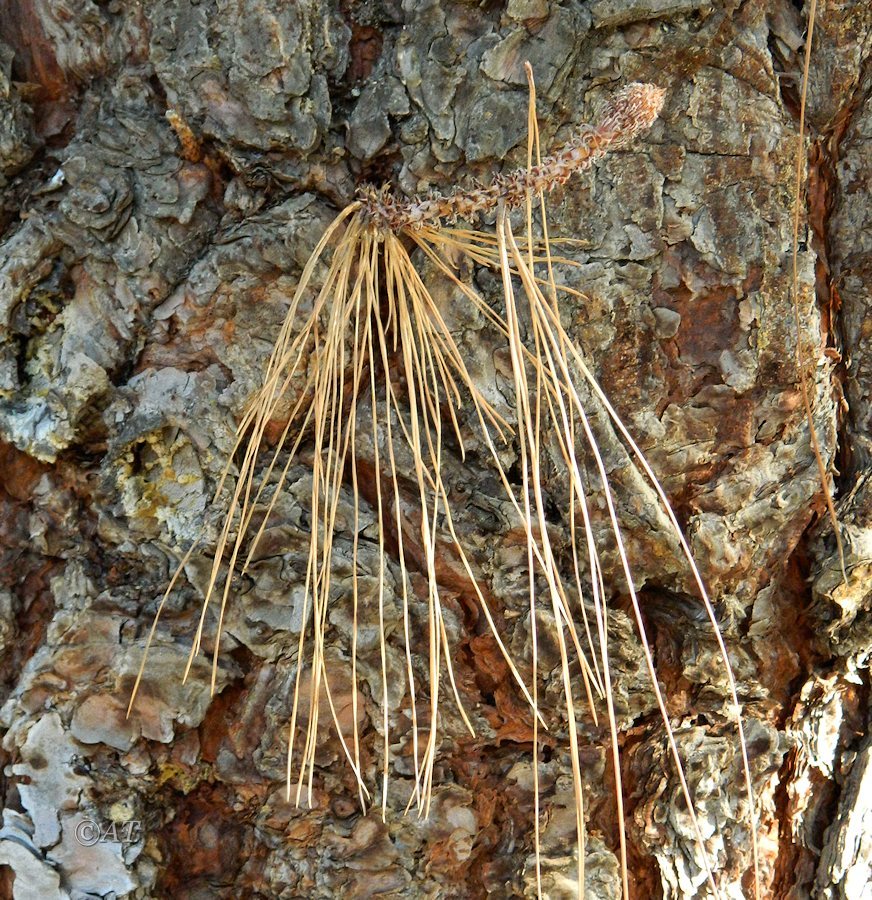 Image of Pinus canariensis specimen.