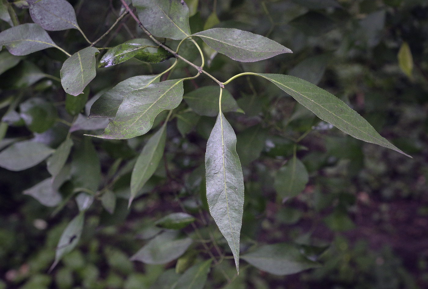 Image of Euonymus bungeanus specimen.