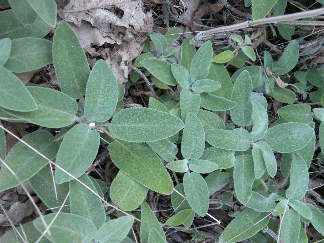 Image of Salvia tomentosa specimen.