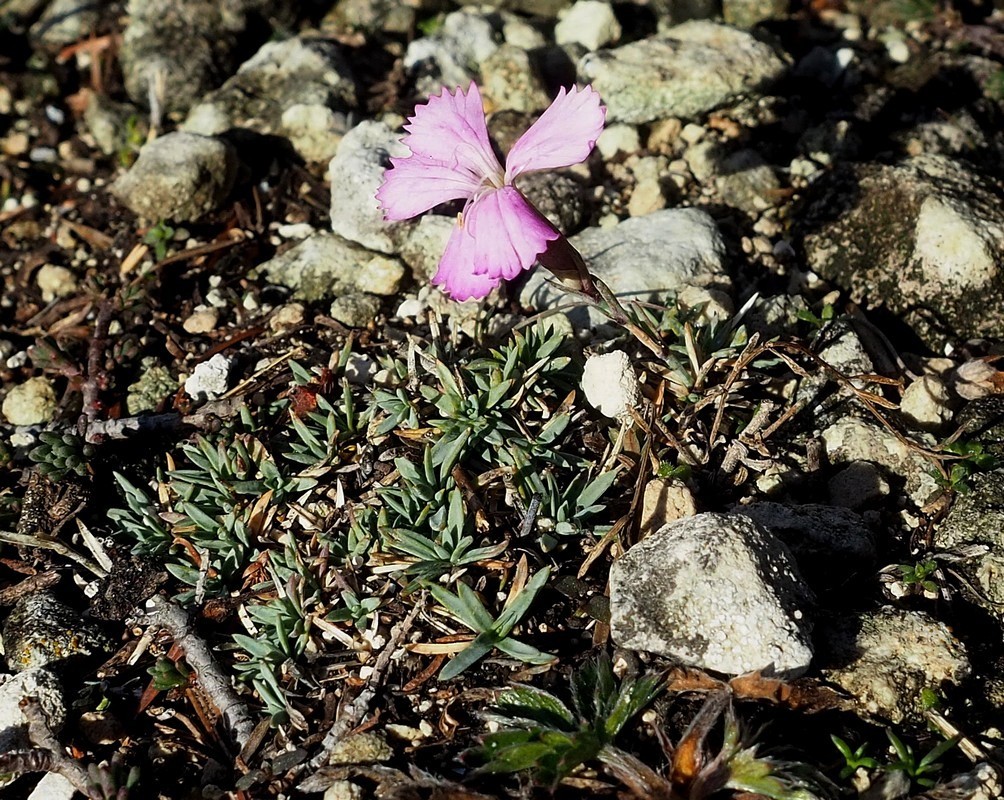 Изображение особи Dianthus humilis.