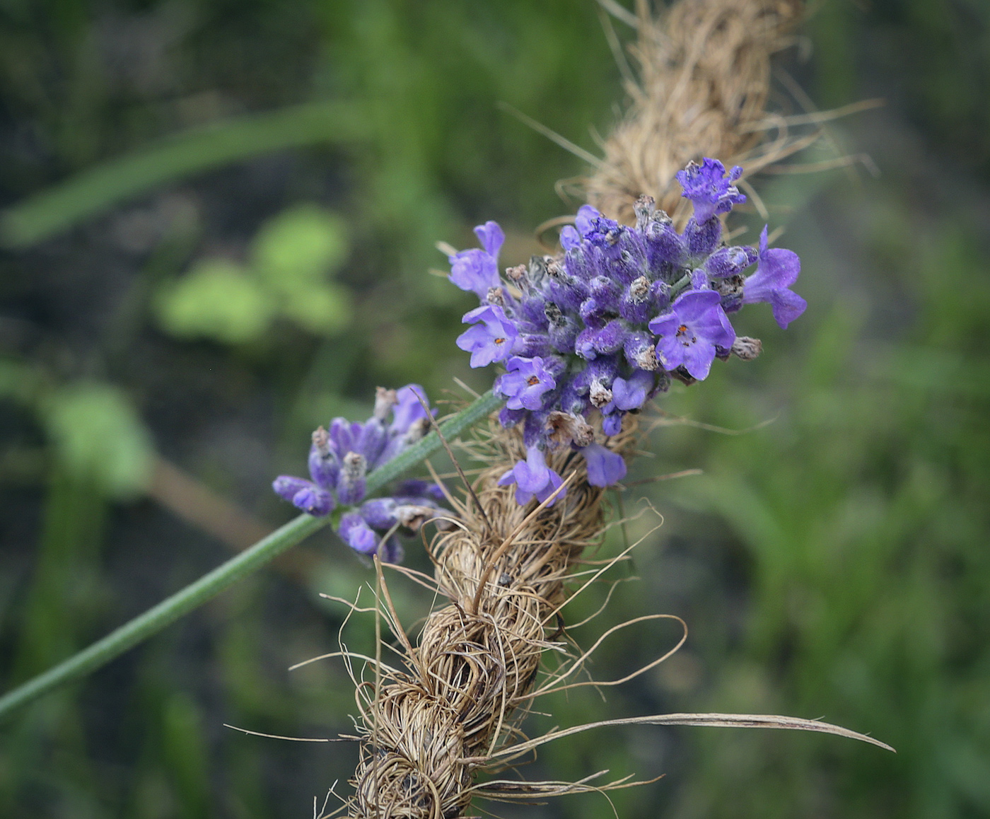 Image of Lavandula angustifolia specimen.