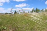 Stipa pulcherrima