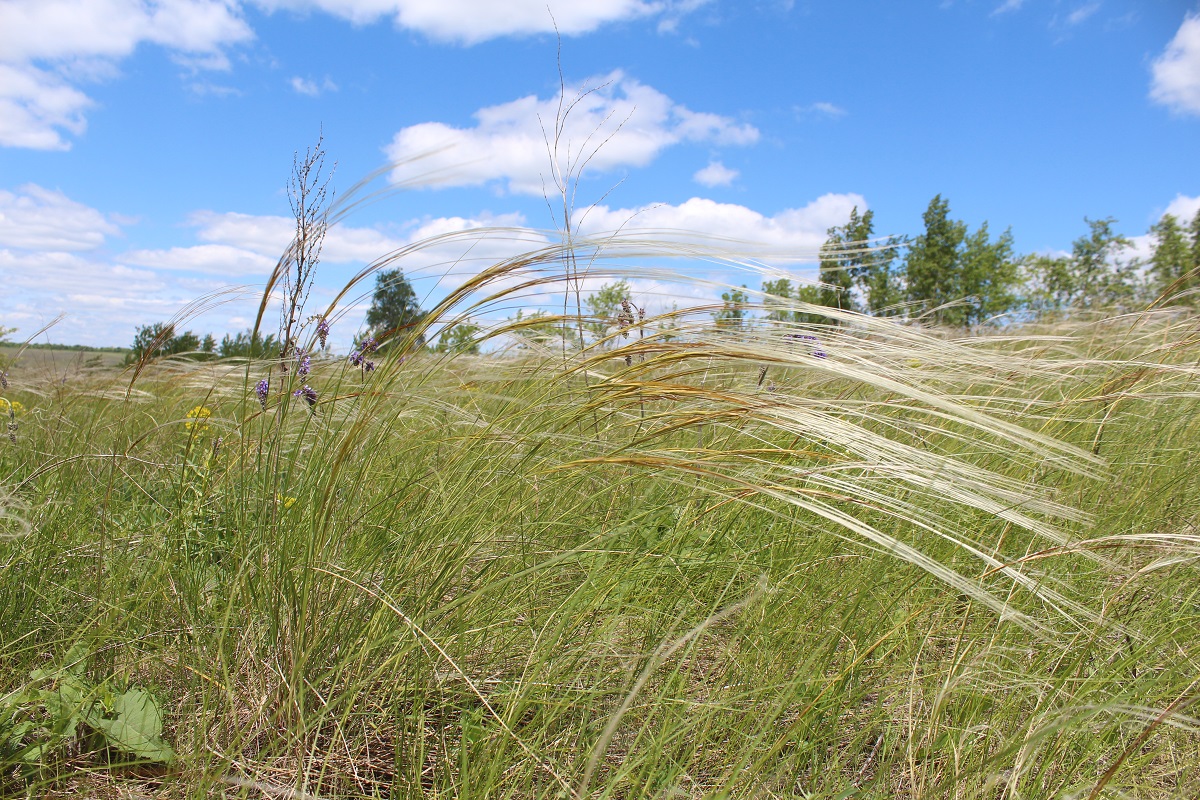 Изображение особи Stipa pulcherrima.