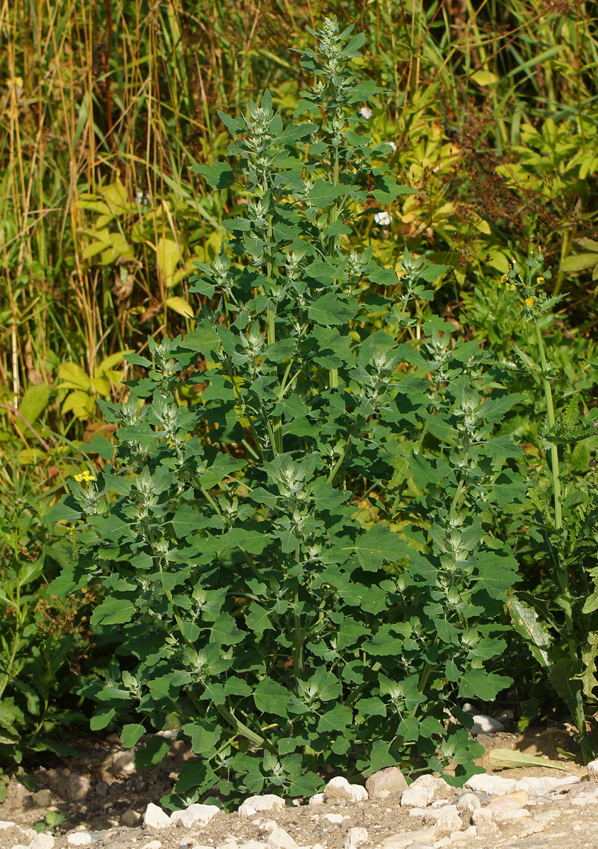 Изображение особи Chenopodium album.