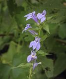 Lobelia siphilitica. Верхушка цветущего растения. Москва, Аптекарский огород, в культуре. 03.09.2021.