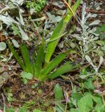 genus Anigozanthos