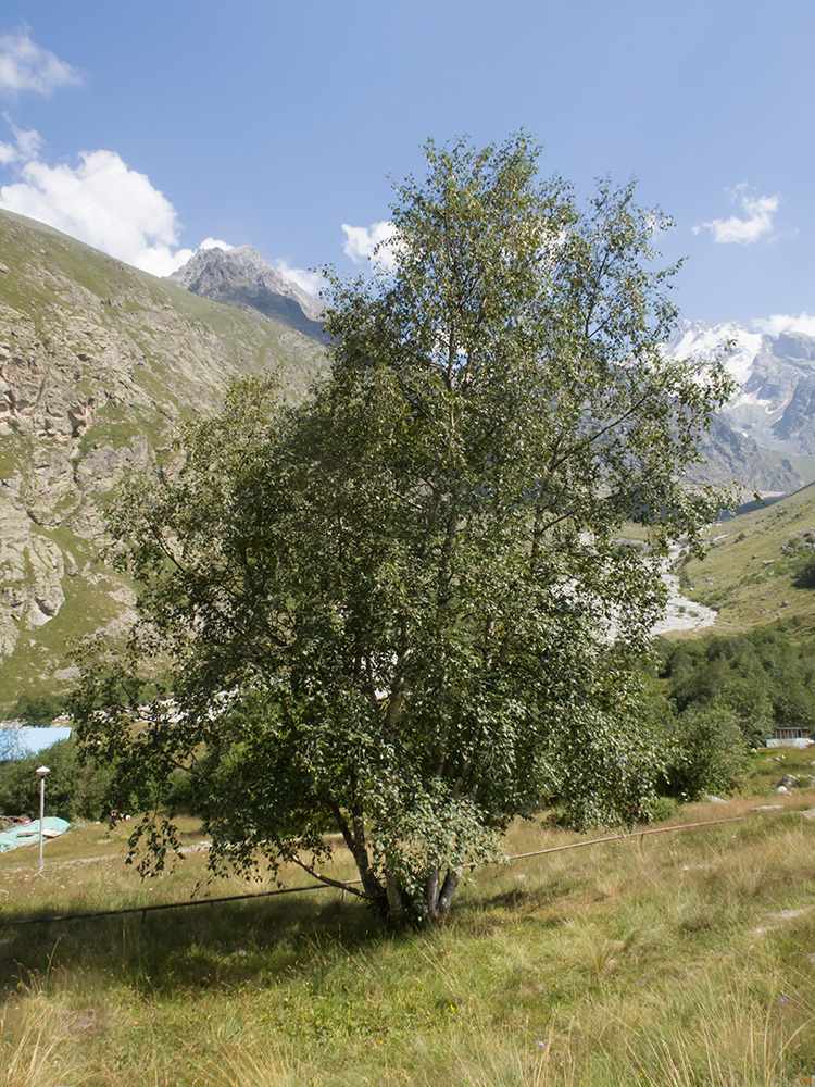 Изображение особи Betula pendula.