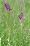 Gladiolus tenuis. Цветущие растения. Республика Татарстан, Спасский р-н, ур. Ясачка. 08.06.2010.