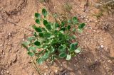 Zygophyllum fabago. Вегетирующее растение. Калмыкия, Лаганский р-н, г. Лагань, пустырь. 22.04.2021.
