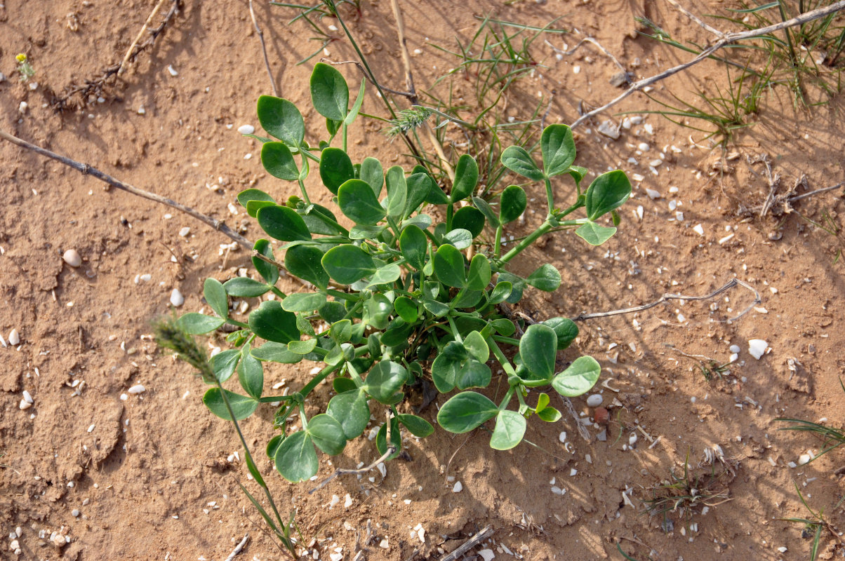 Изображение особи Zygophyllum fabago.