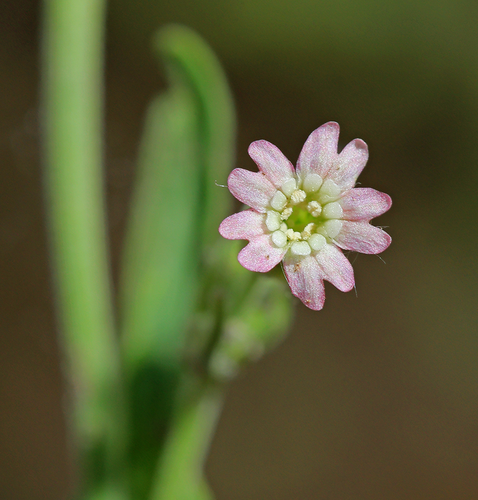 Image of Silene aprica specimen.