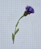 Centaurea cyanoides