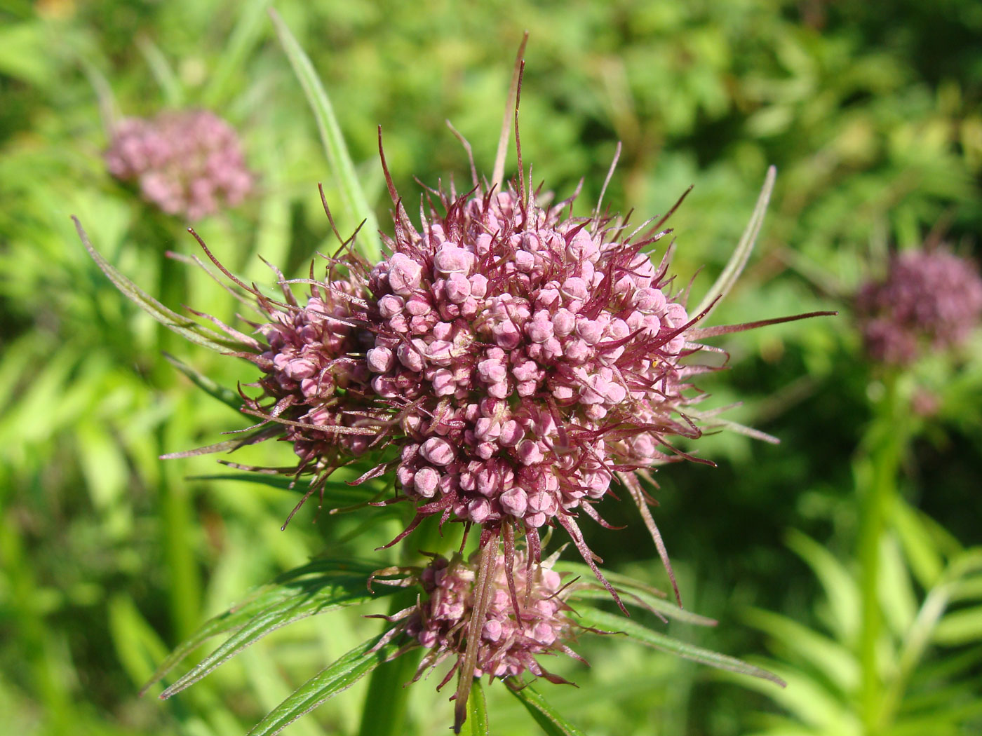 Image of Valeriana amurensis specimen.