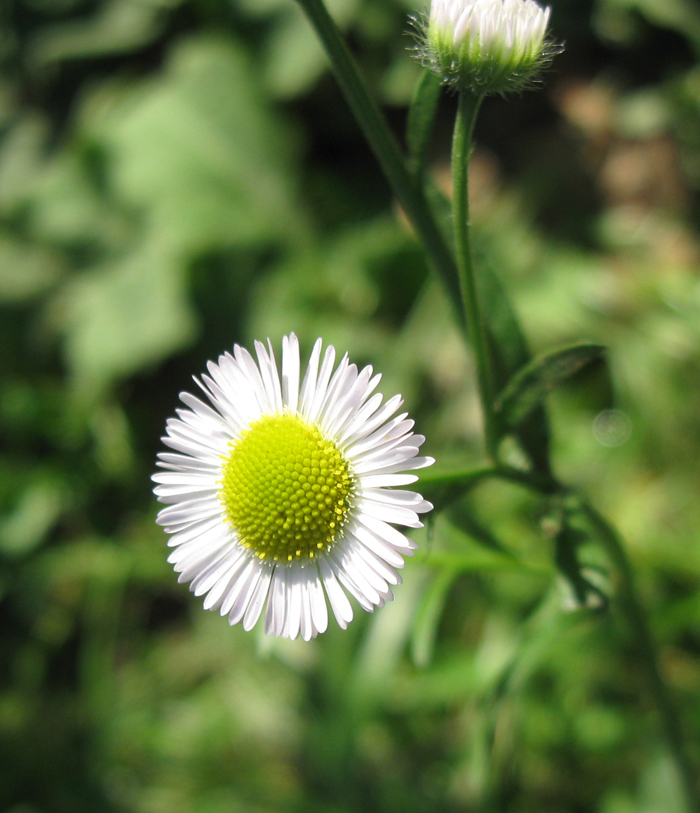 Image of Erigeron strigosus specimen.