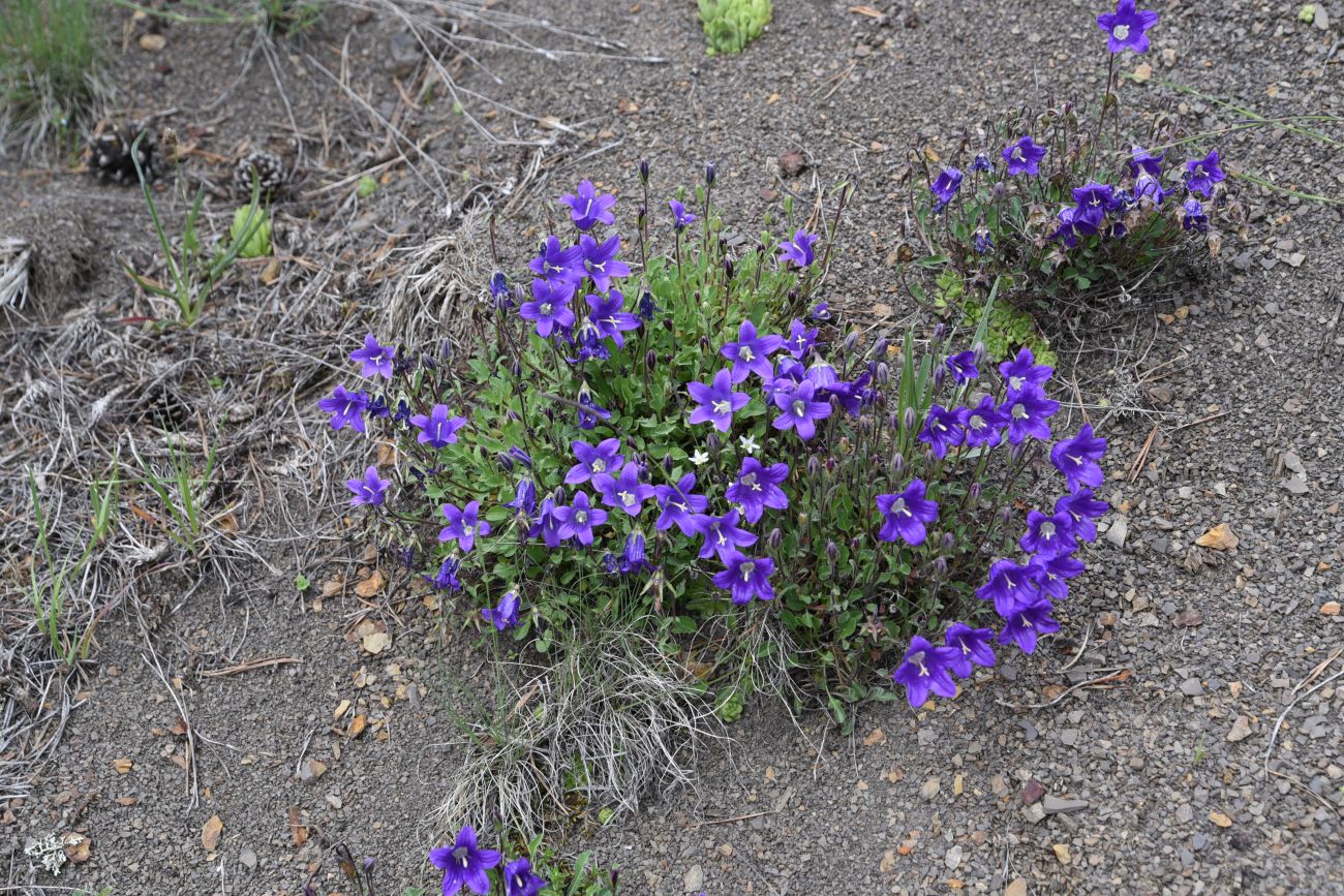 Изображение особи род Campanula.