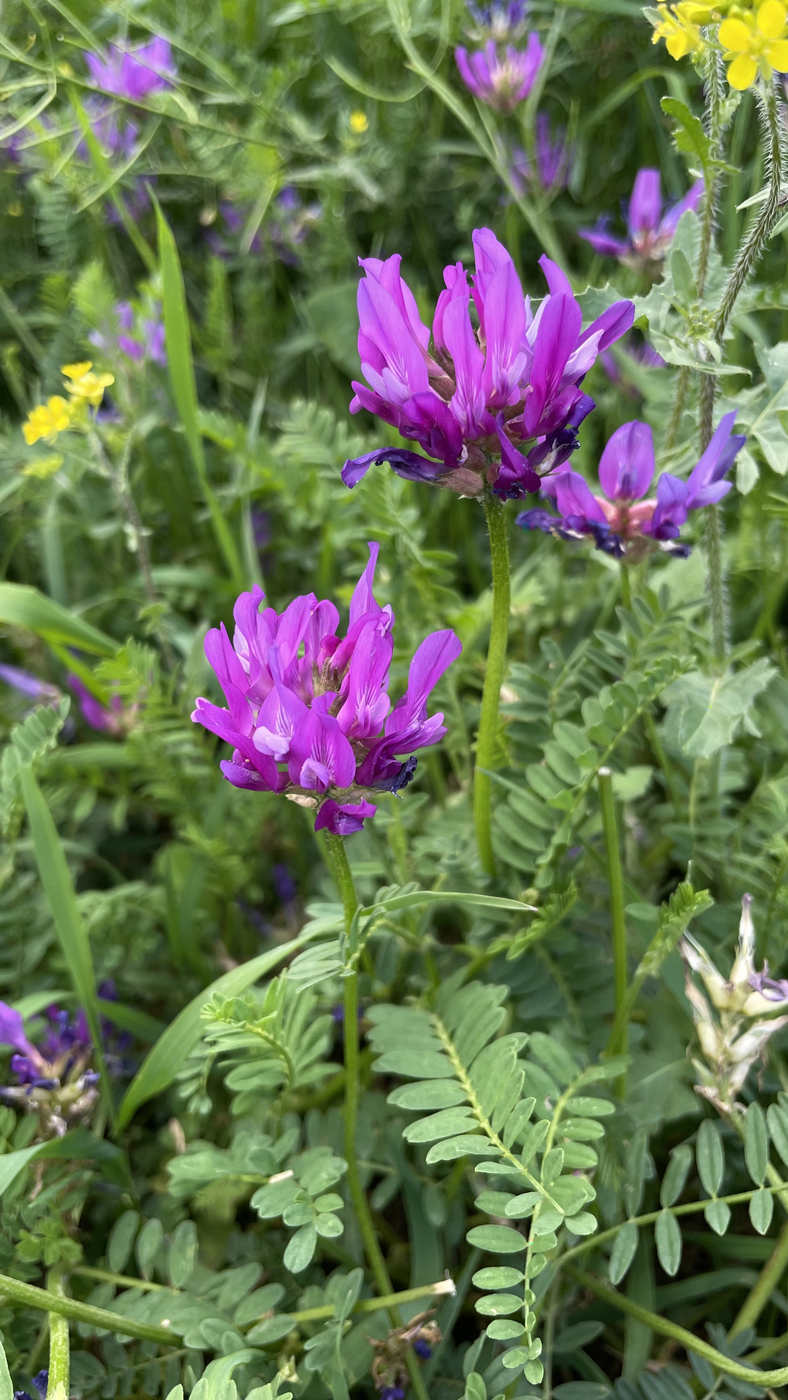 Image of genus Astragalus specimen.