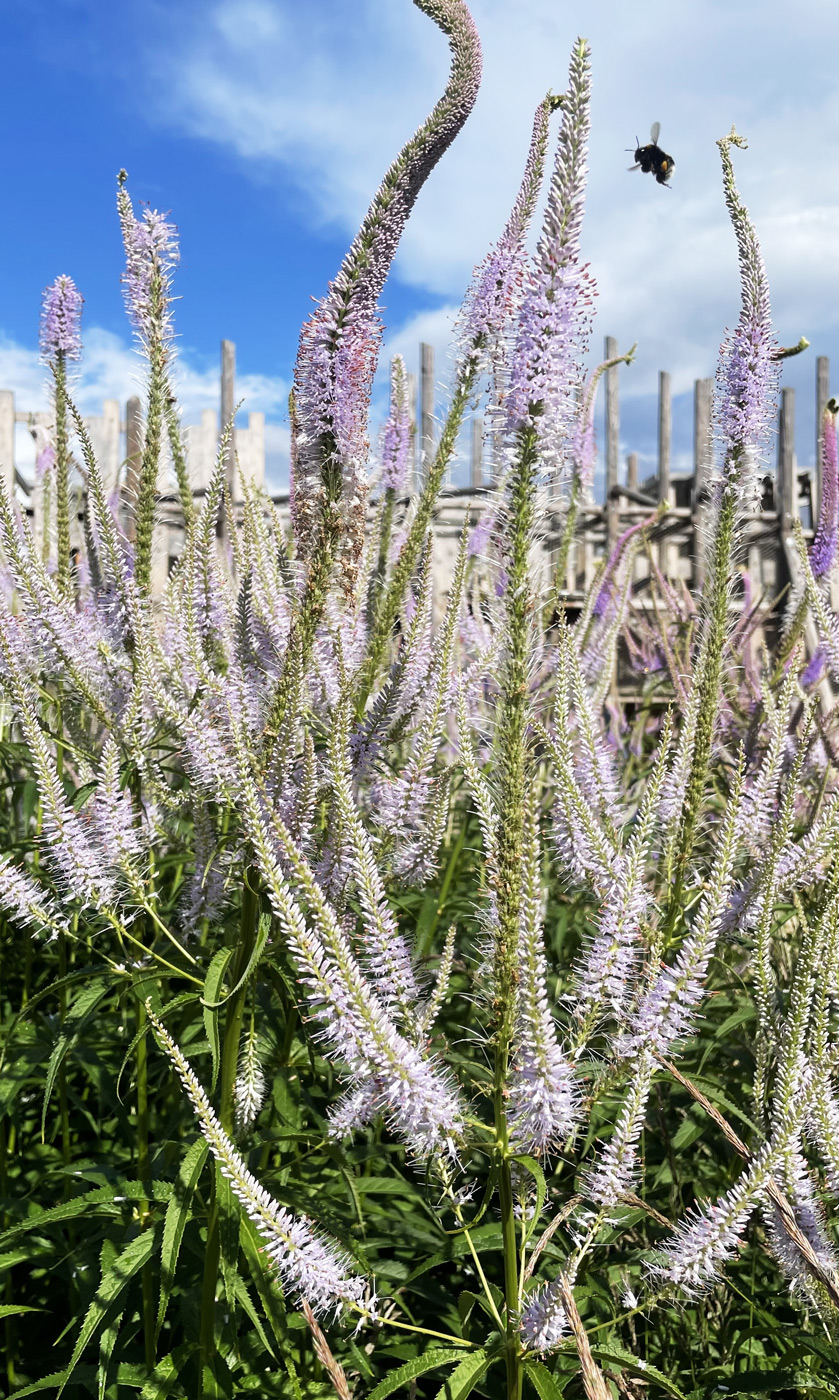 Image of Veronicastrum virginicum specimen.