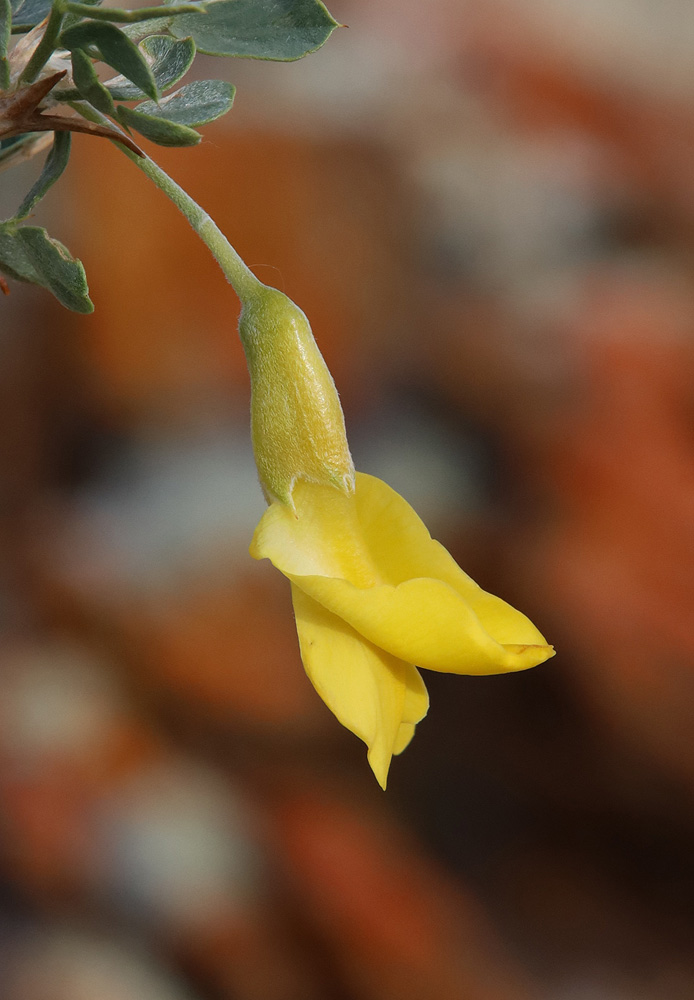 Image of Caragana bungei specimen.