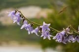 Campanula sarmatica