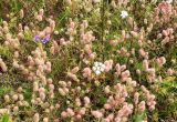 Trifolium arvense. Цветущие растения. Псковская обл., Себежский р-н, окр. с. Осыно. 27 августа 2007 г.