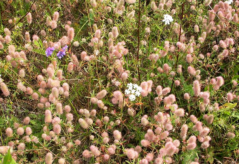 Image of Trifolium arvense specimen.