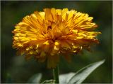 Calendula officinalis