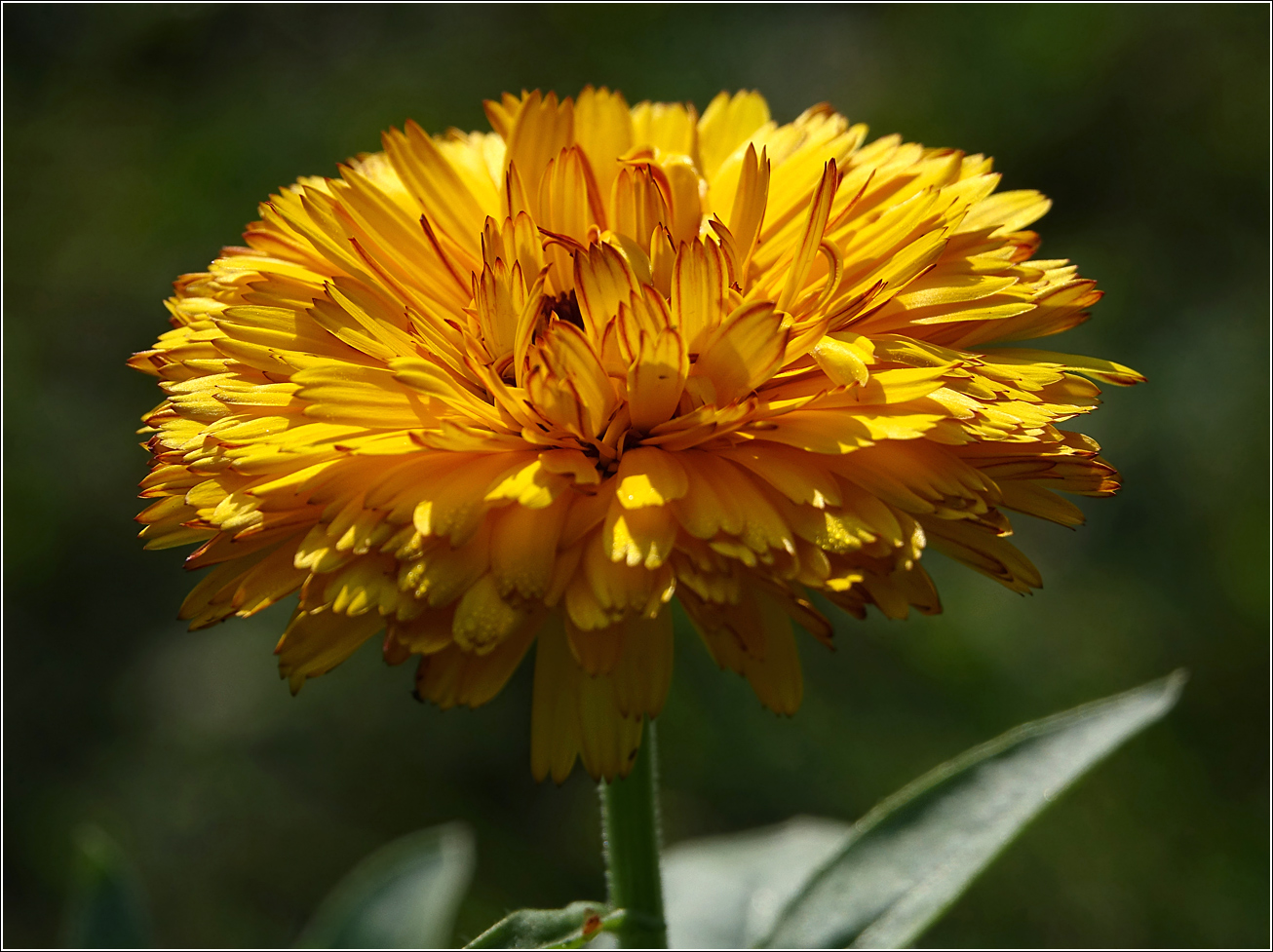 Изображение особи Calendula officinalis.