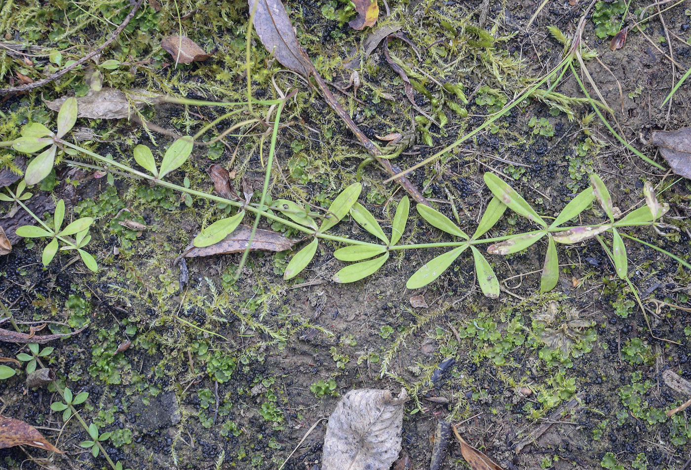 Image of Galium palustre specimen.
