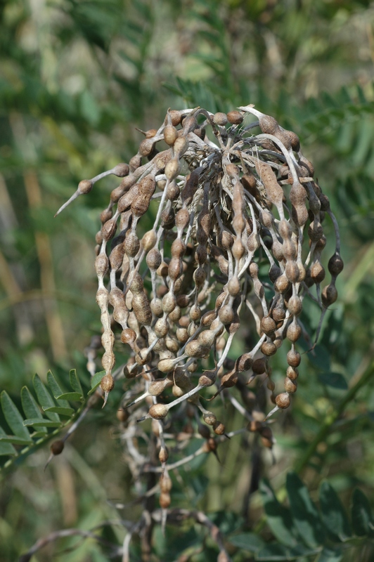 Изображение особи Pseudosophora alopecuroides.