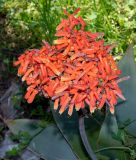 Aloe striata