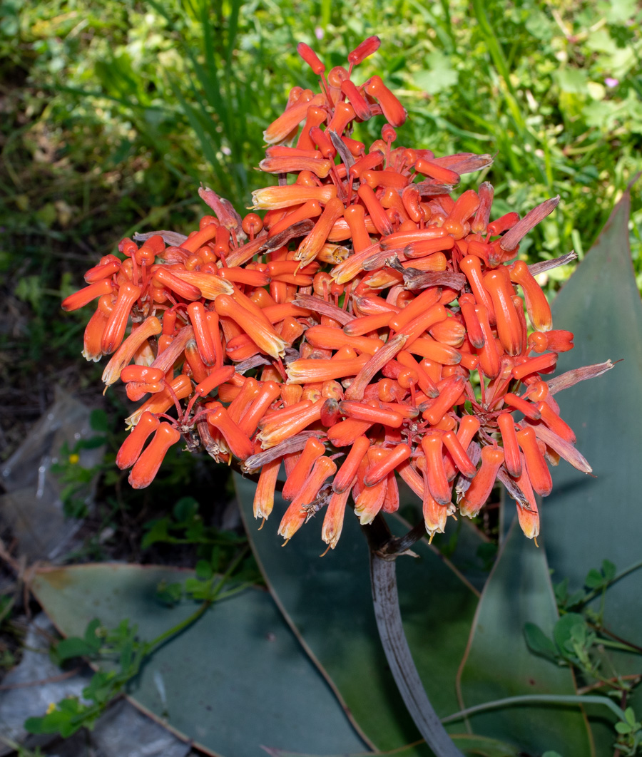 Image of Aloe striata specimen.