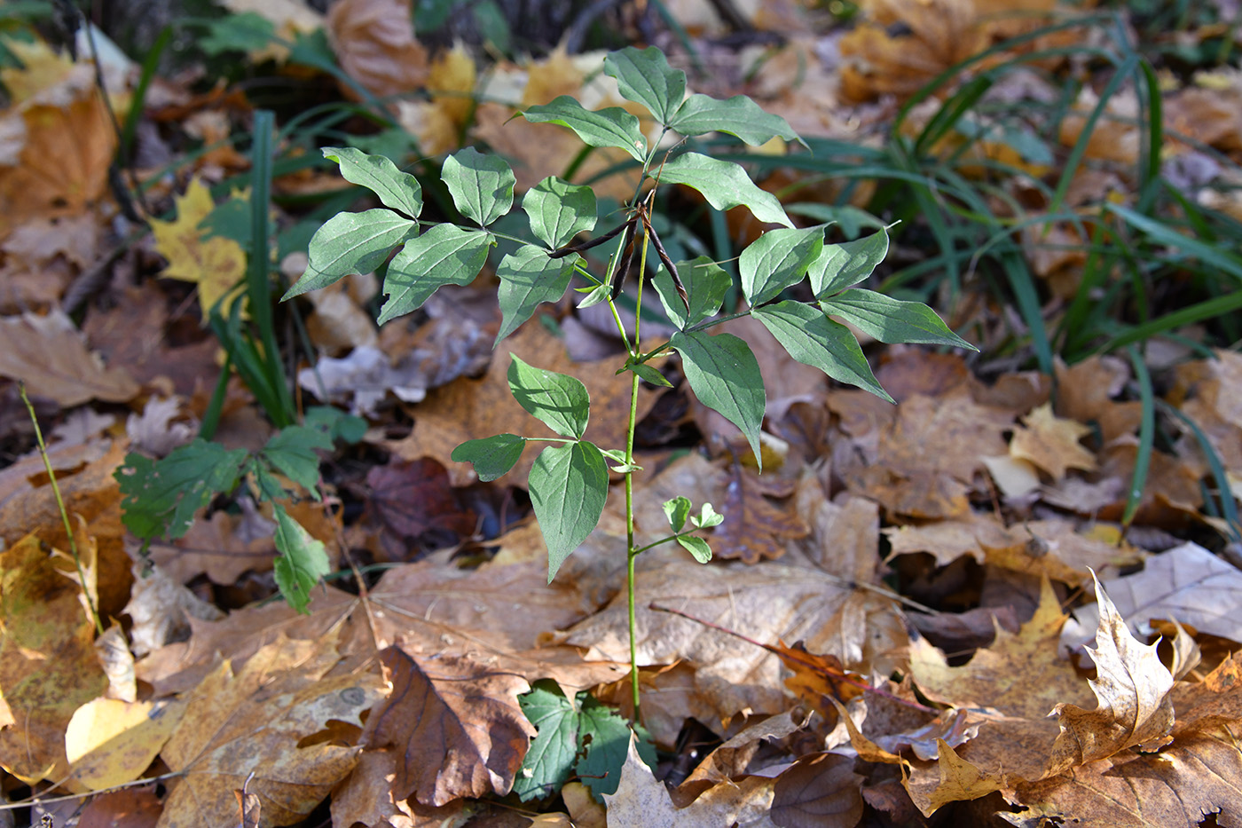 Изображение особи Lathyrus vernus.