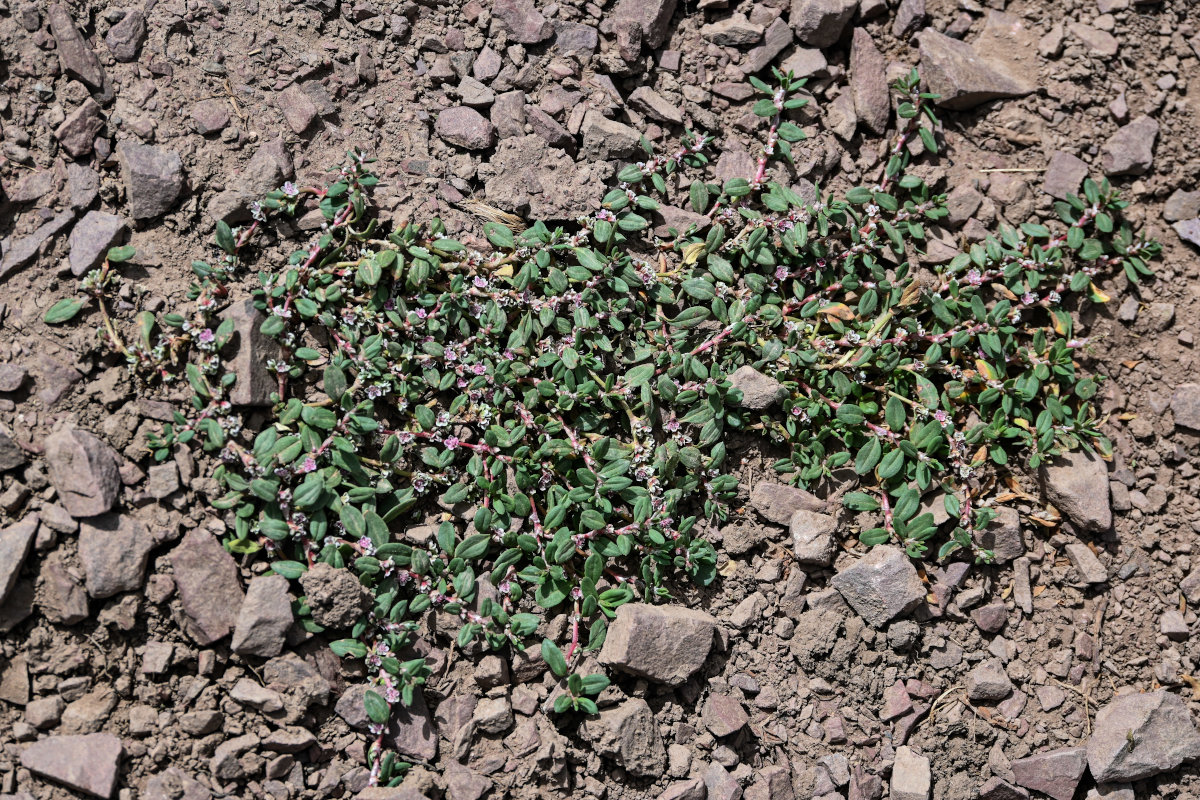 Изображение особи Polygonum cognatum.