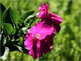 Petunia &times; hybrida