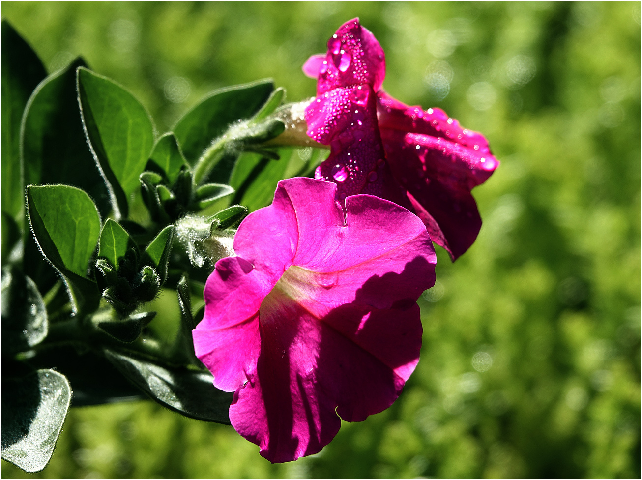 Image of Petunia &times; hybrida specimen.